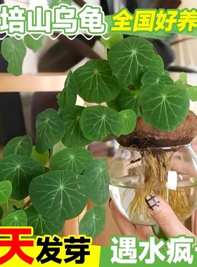 水培山乌龟爬藤植物办公室内桌面好水养活观叶绿植金不换种球盆栽