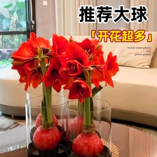 朱顶红蜡封种球室内桌面花卉观赏植物懒人好养节日祝福注定红大球