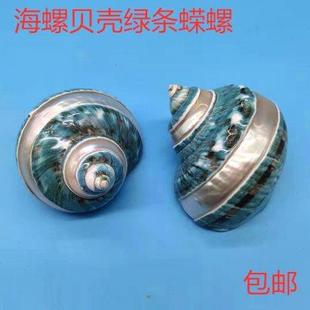 饰品礼物婚庆 天然超大绿螺荧光条绿蝾螺标本精品螺家居摆件鱼缸装