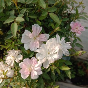 热销姬乙女/姬月季中苗 扦插月季老桩超迷你日月室内盆栽盆景四季