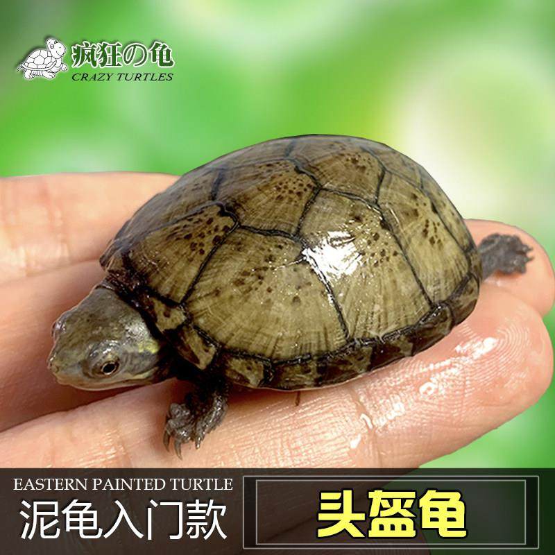 疯狂的龟 头盔泥龟活物蛋龟黄泽龟苗小乌龟外塘冷水观赏龟宠物龟,宠物/宠物食品及用品,龟/鳖,淘宝优惠券,粉丝福利购,淘宝优惠卷