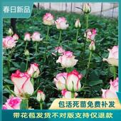 艾莎 朱丽叶蓝色风暴超级大花 开花 梦露玫瑰花苗切花月季 大花四季