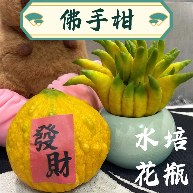 佛手柑花瓶器皿托盘专用陶瓷禅意风水培摆件花盆摆放瓶轻奢高级感,家居饰品,花瓶,淘宝优惠券,粉丝福利购,淘宝优惠卷