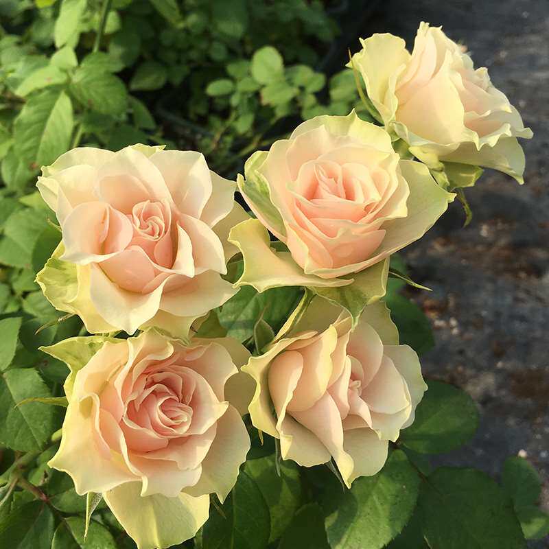 新品切花朵蕾 月季花苗庭院玫瑰丰花奶黄色月季玫瑰花