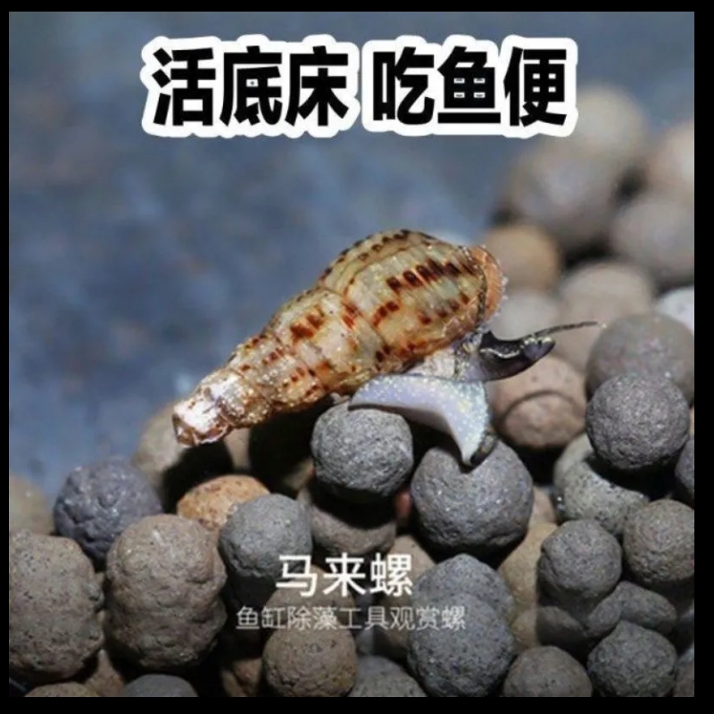 马来螺淡水观赏螺苹果螺鱼缸除藻清洁翻砂工具螺吃残食淡水螺活体