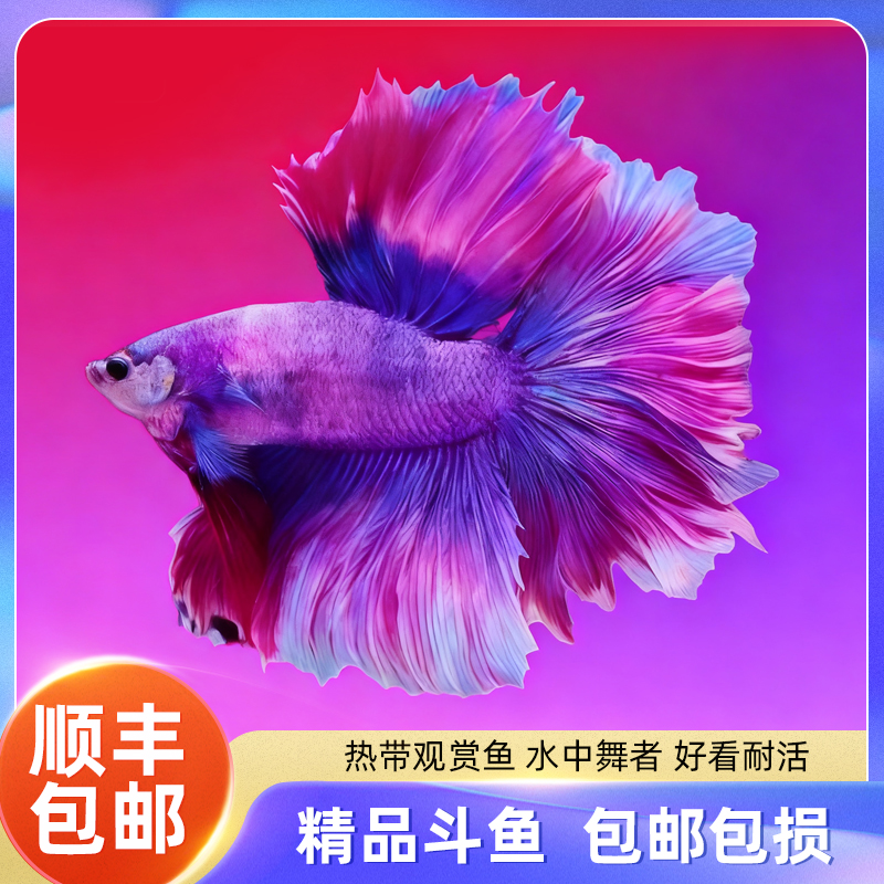 顺丰泰国斗鱼观赏鱼小型热带淡水鱼大尾巴半月婚纱鱼活体好养耐活
