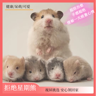 家养仓鼠活物纯种金丝熊波利肉桂黑白黄长短直毛学生宿舍萌宠包活