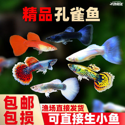 孔雀鱼天空蓝杂袍鱼小鱼苗下崽胎生凤尾鱼活体小型淡水热带观赏鱼