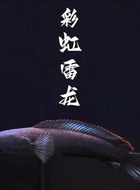 七彩雷龙鱼热带小型观赏雷龙鱼阿萨姆奶茶雷龙梦幻血斑一型活体