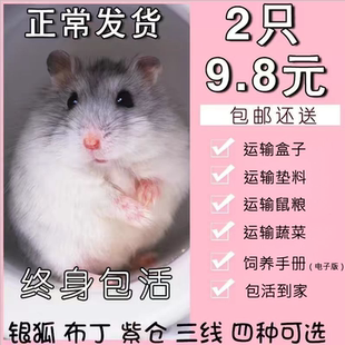 小仓鼠活物家养长毛短毛金丝熊活体三线银狐布丁公婆奶茶可选公母