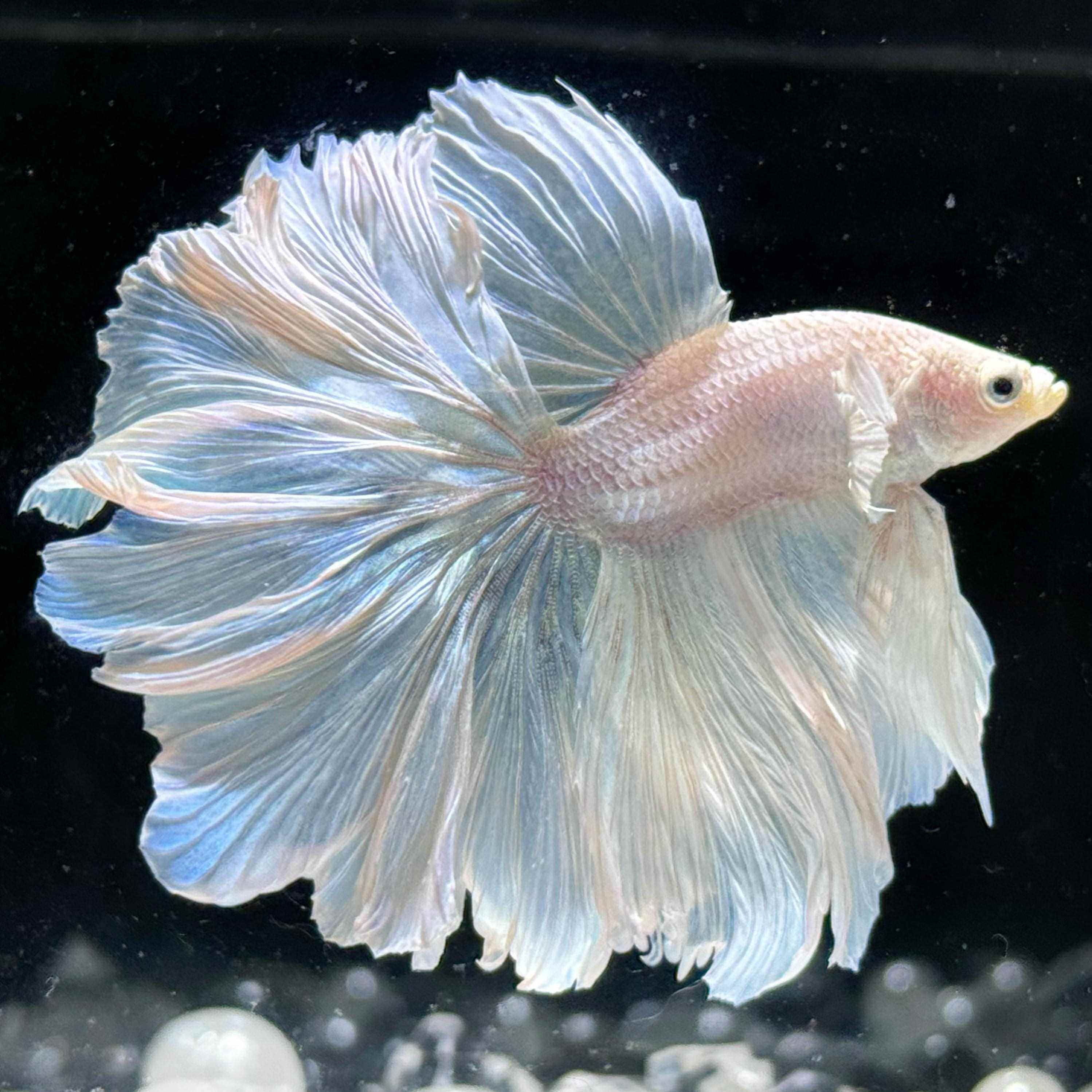 泰国斗鱼观赏鱼苗金鱼热带好养耐活体小型鱼缸淡水半月宠物婚纱鱼,宠物/宠物食品及用品,其它水族宠物,淘宝优惠券,粉丝福利购,淘宝优惠卷