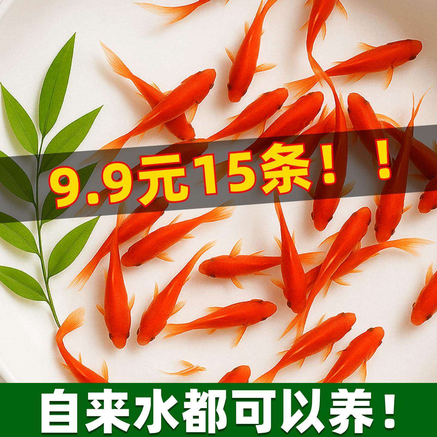 草金鱼活鱼锦鲤鱼苗观赏鱼淡水鱼冷水鱼小型耐活活体小金鱼红草金,宠物/宠物食品及用品,其它水族宠物,淘宝优惠券,粉丝福利购,淘宝优惠卷