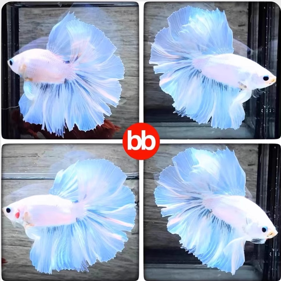 泰国斗鱼免氧热带淡水斗鱼观赏鱼网红发财招财鱼小型宠物鱼耐养鱼