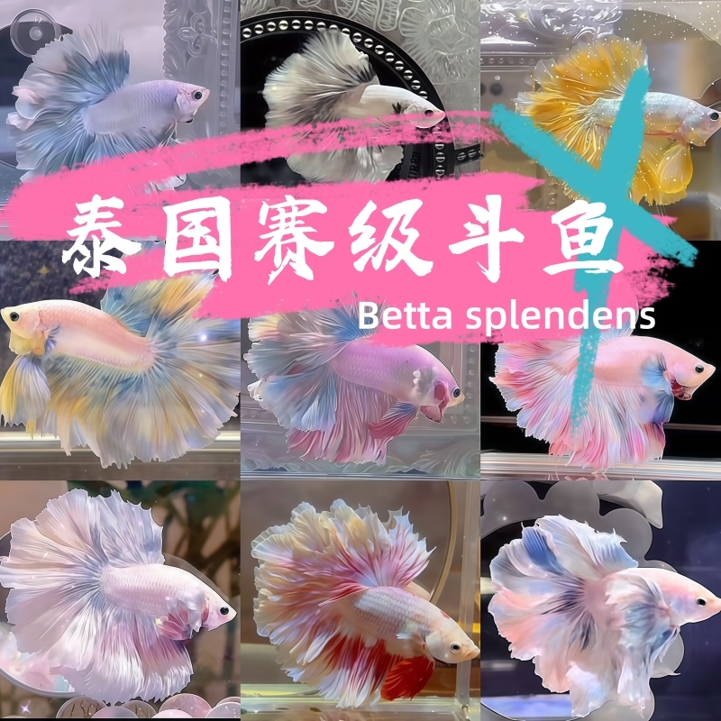 泰国斗鱼粉白半月婚纱鱼懒人鱼网红宠物热带鱼好养耐活冷水鱼超美