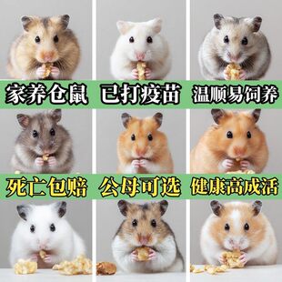 仓鼠活物已打疫苗家养金丝熊一对布丁三线银狐公婆小仓鼠宠物活体