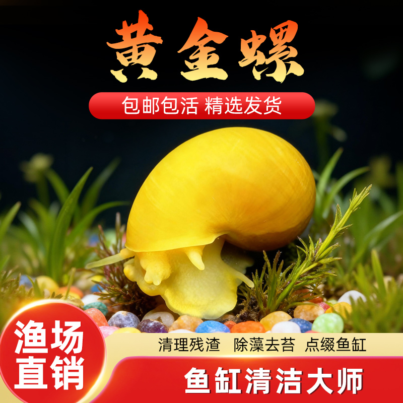 黄金螺鱼缸清洁除藻大号观赏螺活体淡水螺净水清理鱼屎粪便工具螺