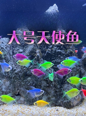 纯天然天使鱼热带淡水鱼草缸群游彩虹鱼观赏鱼学生宝妈观赏鱼宠物