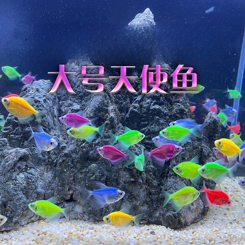 纯天然天使鱼热带淡水鱼草缸群游彩虹鱼观赏鱼学生宝妈观赏鱼宠物