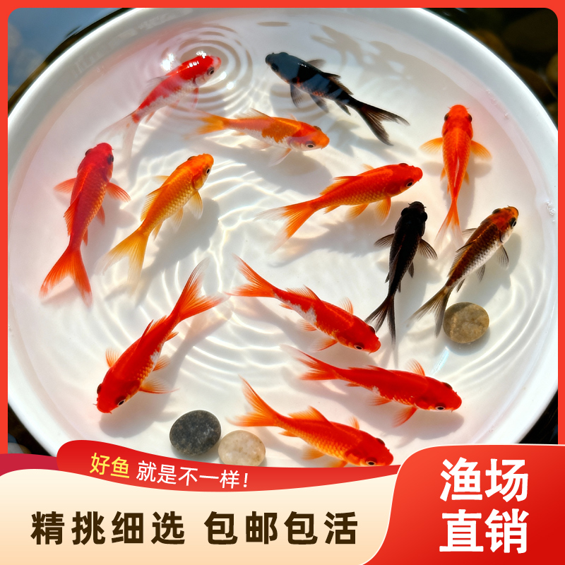 不用打氧的金鱼好养耐活草金鱼淡水冷水观赏鱼自来水活鱼锦鲤鱼苗