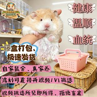 家养长毛金丝熊活物大体卷毛黑火蜜波利纯银鸽灰肉桂仓鼠卷毛金丝