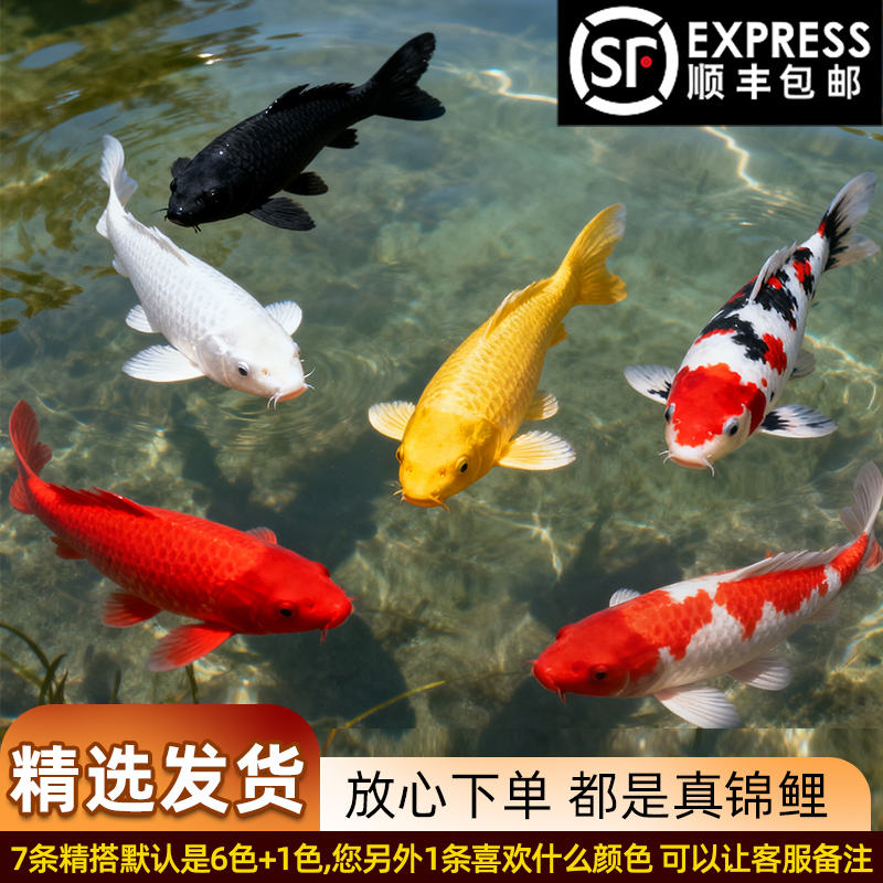 全场顺丰发货观赏鱼锦鲤鱼金鱼宠物鱼苗小鱼锦鲤活鱼观赏鱼锦鲤鱼
