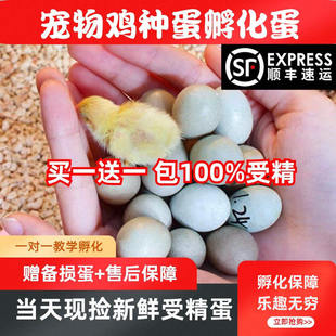 宠物鸡受精可孵化蛋网红芦丁小鸡礼服卵鹌鹑德系纯白瓦灰色观赏