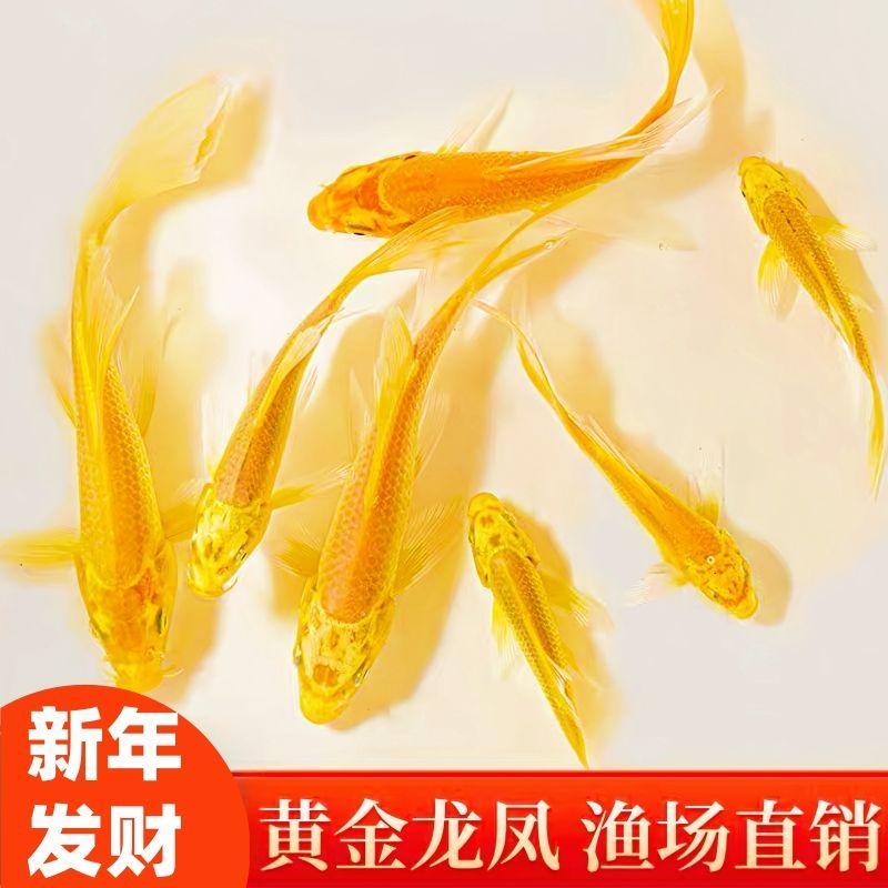 招财黄金鱼鲤冷水观赏好养风耐活
