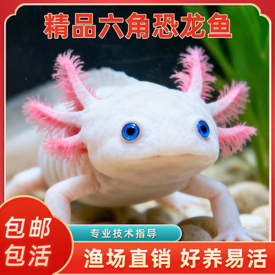 六角恐龙鱼蝾螈宠物活鱼冷水鱼美西螈淡水好养耐活金鱼锦鲤观赏鱼