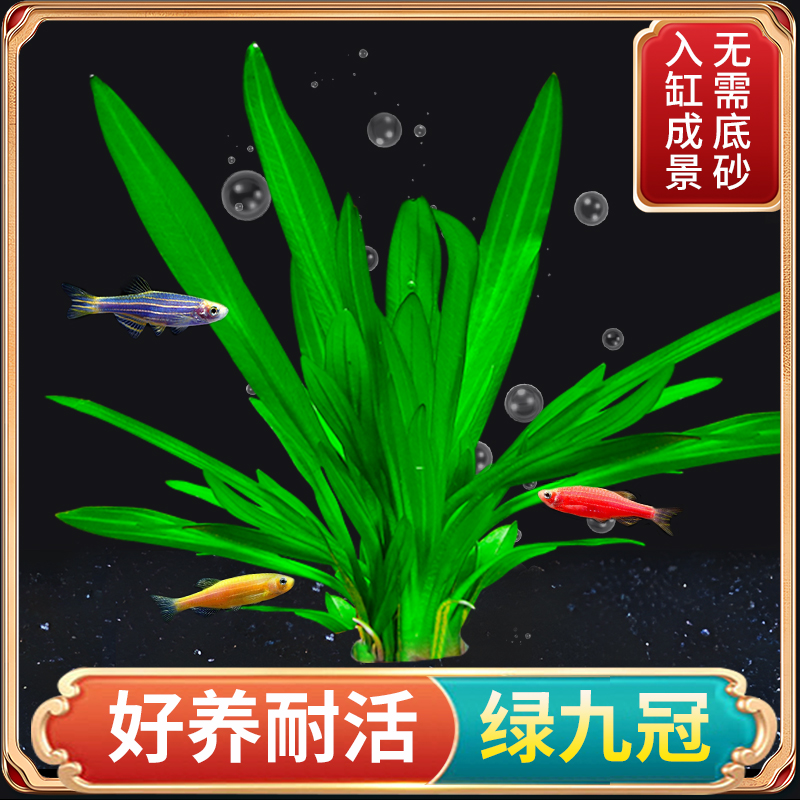 水草植物鱼缸专用造景大叶绿九冠水草水培净化水质阴性迷你九冠草