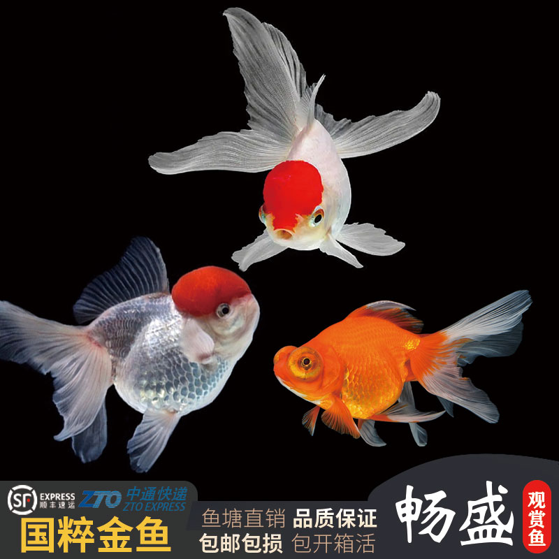 鸿运当头观赏鱼鹤顶红狮子头小金鱼冷水淡水好养耐活小鱼缸观赏鱼