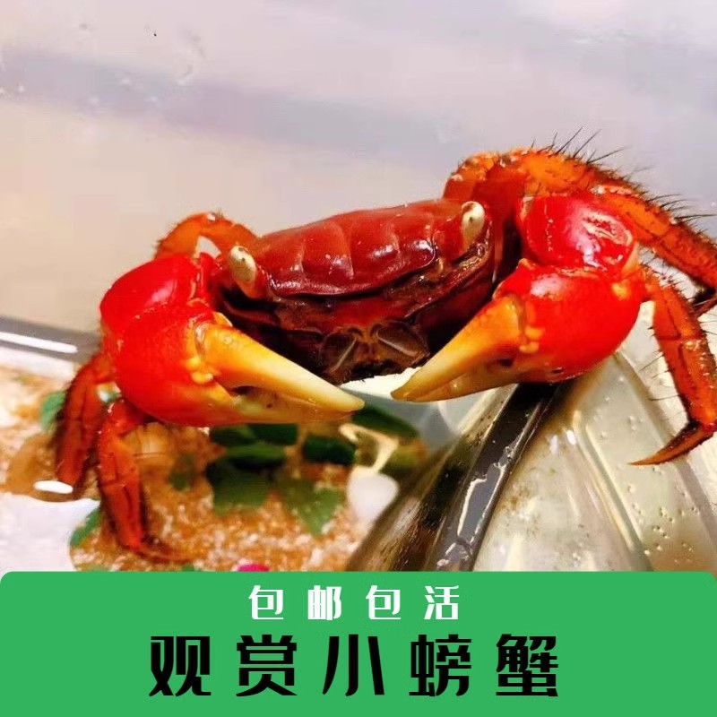 桌面爬宠红螯相守蟹水族鱼缸相手蟹淡水蟹观赏蟹螃蟹活体清洁工
