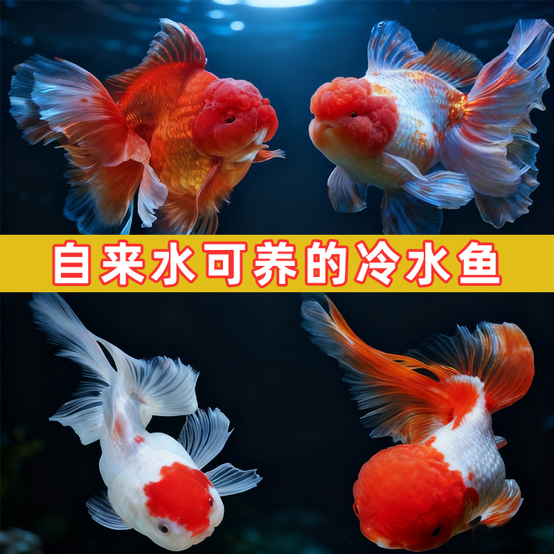 红狮子头金鱼鸿运当头红鱼苗冷水鱼龙镜淡水鱼招财鱼宠物鱼观赏鱼