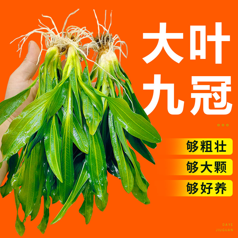 大叶九冠绿皇冠迷你九冠红九冠水草鱼缸造景装饰植物中后景阴性草