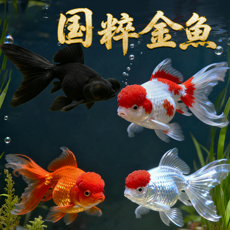 金鱼活鱼观赏鱼活体小金鱼冷水鱼好养耐活金鱼苗淡水鱼宠物鱼大型