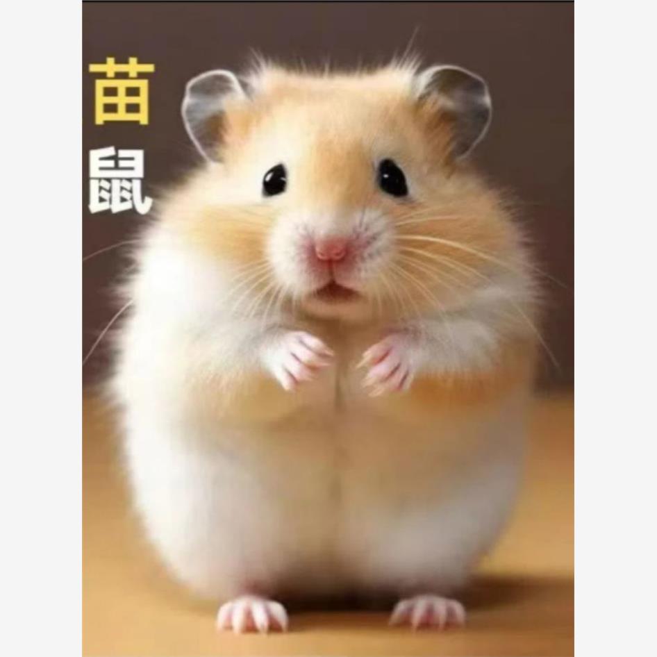 家养金丝熊小仓鼠活物小型可爱的鼠类小宠物一公一母网红迷你活体