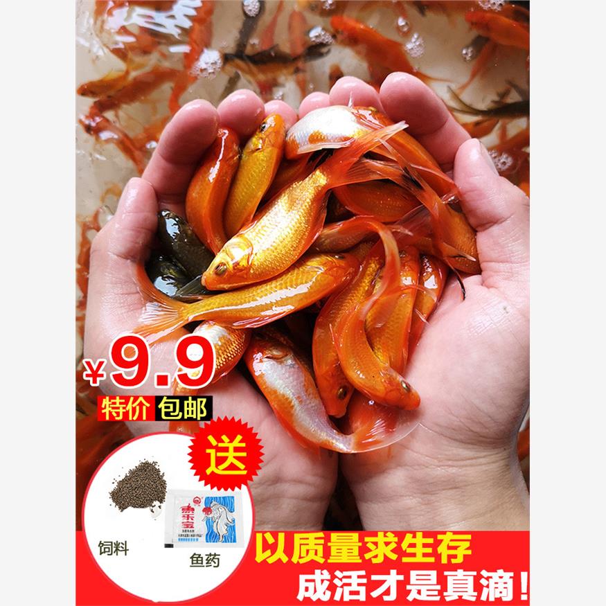 龙鱼发财鱼草鲫鱼饲料鱼活体摆摊冷水红草小金鱼活体鱼网红罐罐鱼