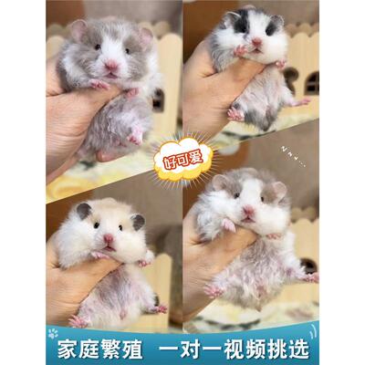 家养长毛金丝熊活物视频挑