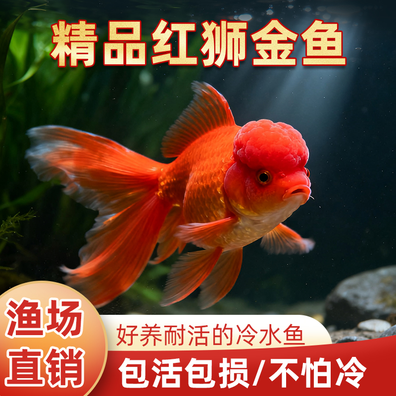 红狮金鱼国师鱼冷水鱼金鱼活鱼淡水锦鲤活体好养耐活不加温观赏鱼