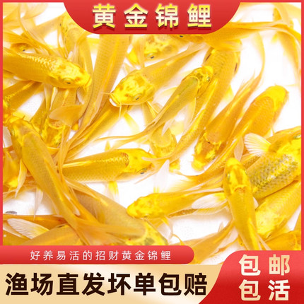 黄金锦鲤活鱼招财鱼金鱼活鱼好养耐活冷水鱼鱼苗活体小金鱼观赏鱼