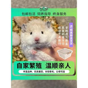 家养波利金丝熊宠物仓鼠活物鼠类直毛卷毛幼崽黑黄火蜜蓝肉桂活体