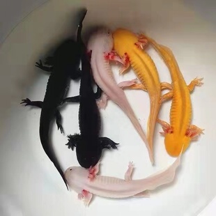 六角红龙活鱼六角恐龙娃娃鱼观赏鱼中华蝾螈无需打氧冷水鱼小火龙