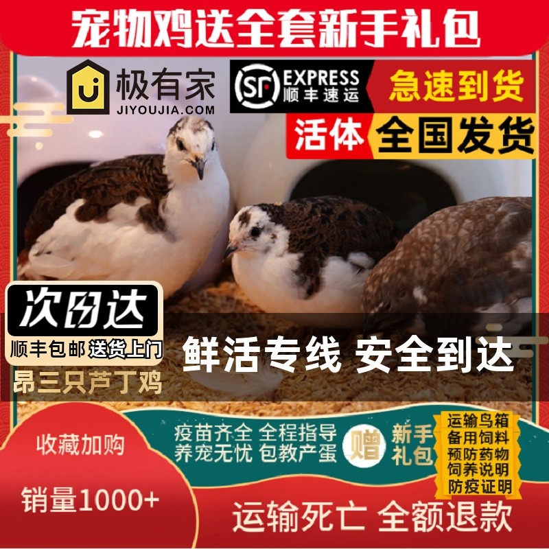 昂三祇网红芦丁鸡宠物鸡全色系宠物活鸡40-60天青年鸡阳台宠物鸡