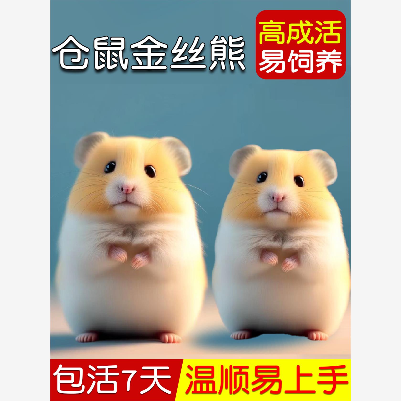 家养金丝熊小仓鼠活物可爱小宠物一公一母布丁大体型鼠类幼崽活体