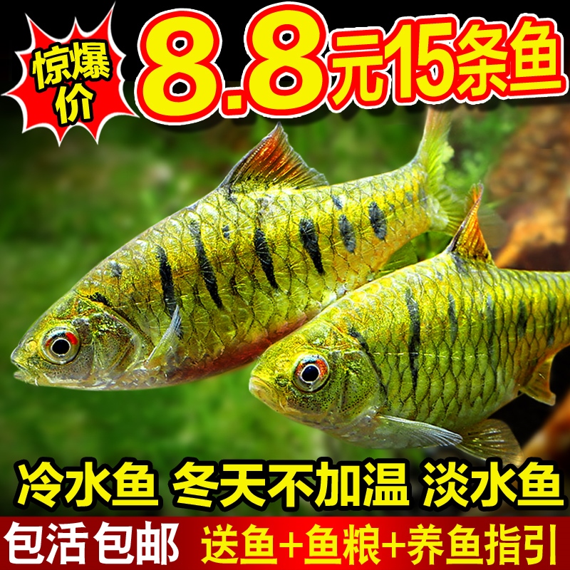 小鲃鱼中国斗鱼伴侣条纹小鲃冷水原生鱼耐寒淡水小鱼苗群游观赏鱼