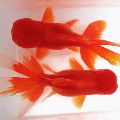 金鱼国狮红狮红龙睛鎏金泰狮兰寿冷水鱼鱼苗淡水鱼招财鱼耐活好养