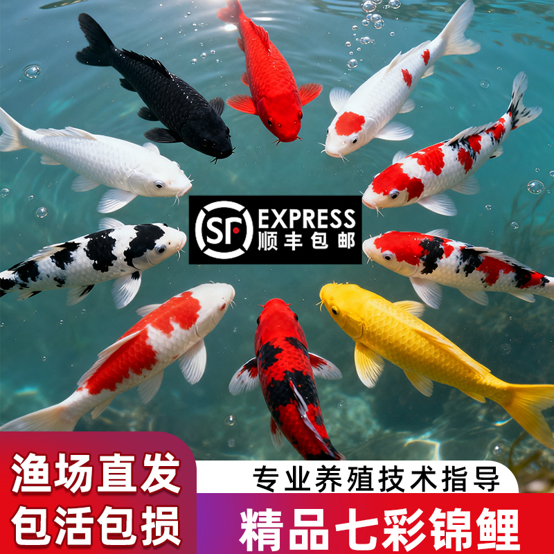 顺丰锦鲤鱼活鱼观赏鱼纯种鱼大型红白冷水淡水好养耐活金鱼小鱼苗