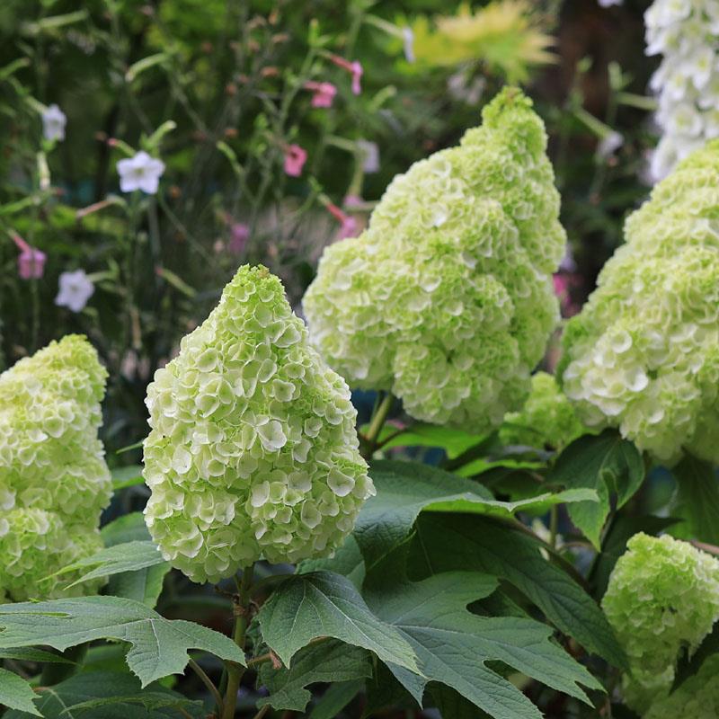 有寻植物 栎叶绣球和声冰雪女王盆栽庭院阳台花园多年生耐寒大花