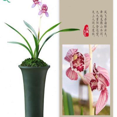 厂家建兰兰花四季凤舞九天浓香花卉盆景盆栽土绿植带草植物花苞名