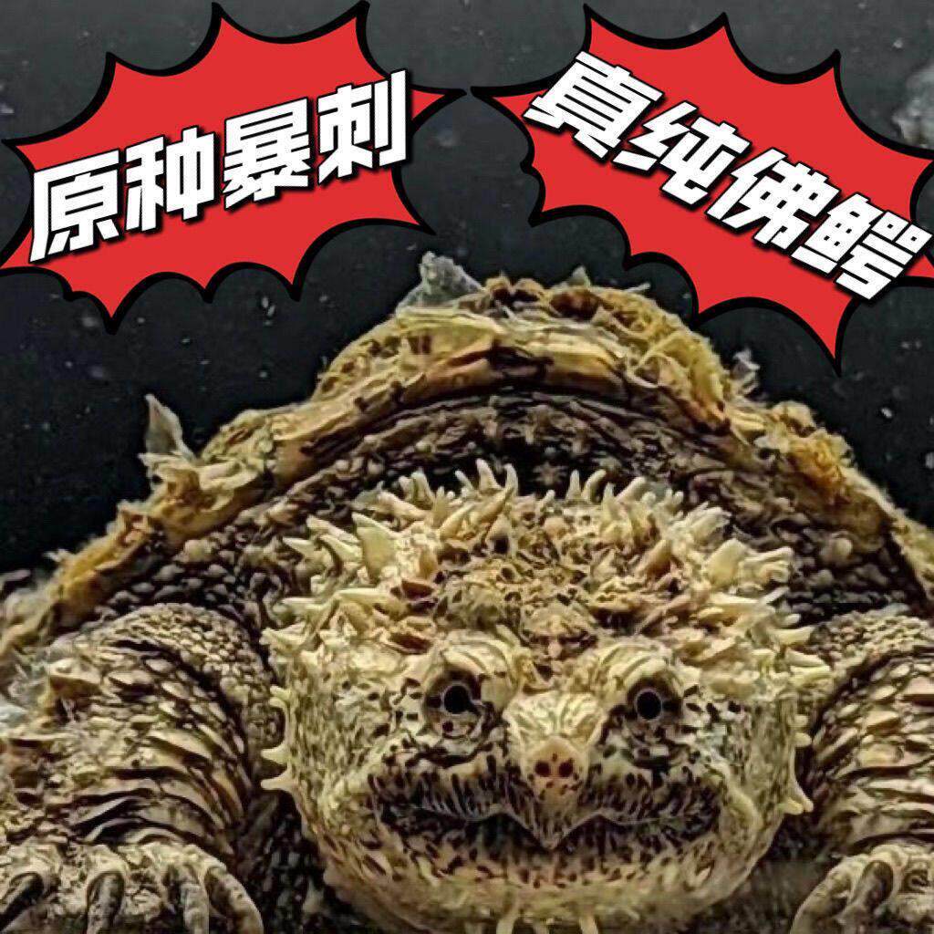 纯正原种佛鳄龟霸气野后粗刺爆刺高背大头幼苗压成佛鳄龟