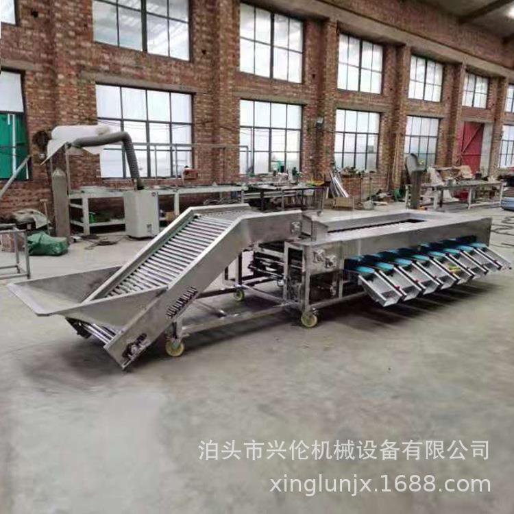 慈菇筛选机圣女果分拣机核桃分选机红薯分大小机脐橙分果机